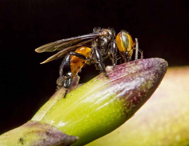 Macros de domingo 789705abelha da cara vermelha corpo low | Arte | animais, bichos, curioso, fotografia